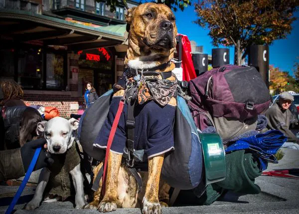Refugios móviles y otras iniciativas para ayudar a los sin techo y sus animales