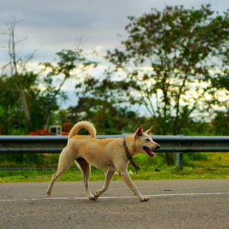 Los perros están involucrados en (solo) el 9% de los …