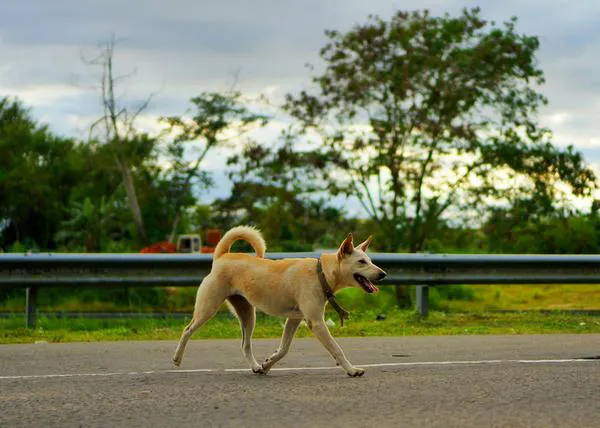 Los perros están involucrados en (solo) el 9% de los accidentes con animales registrados en carreteras en España