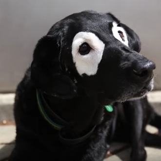Lo diferente es bello: el labrador con vitiligo 