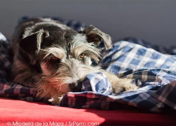 Los lunes al sol de un SrPerro: Colega