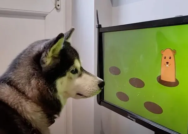 Videojuegos para perros: una nueva consola busca entretener a los canes y mejorar su salud mental