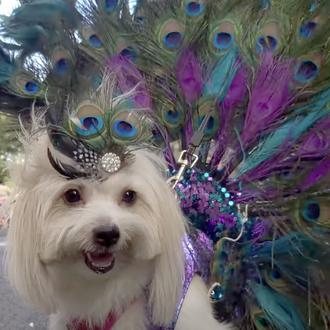 Eventos presuntamente para perros que son una absoluta pesadilla para …