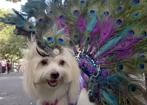 Eventos presuntamente para perros que son una absoluta pesadilla para la gran mayoría de perros: el desfile de Halloween