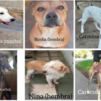 Piden ayuda para localizar a 15 perros robados en la …