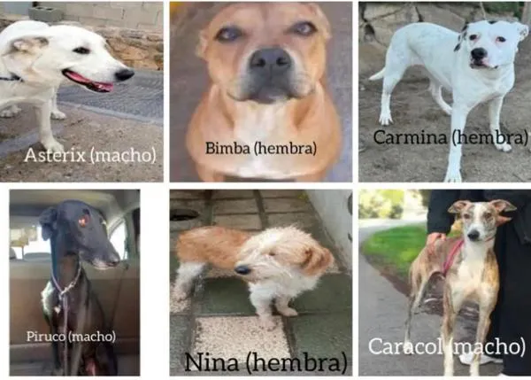 Piden ayuda para localizar a 15 perros robados en la perrera municipal de Toledo