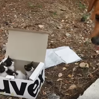 Un perro se convierte en el perfecto 