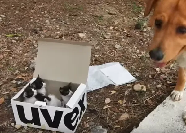 Un perro se convierte en el perfecto 