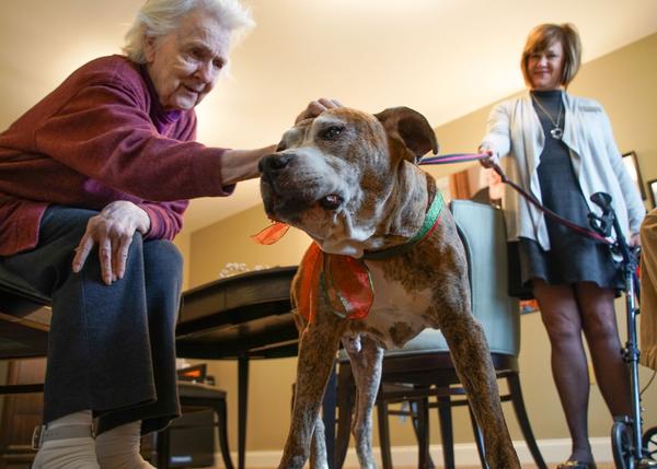 Un perro viejito y con artritis encuentra el mejor hogar del mundo 