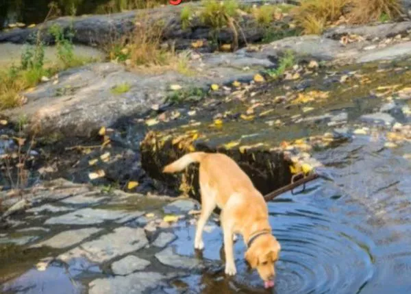 ¡¡Mucho ojo!! Han detectado cianobacterias en el río Manzanares, en La Pedriza: son letales para los perros