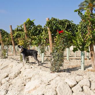 Bodegas Luis Pérez y sus tintos con guiño perruno: Samaruco …