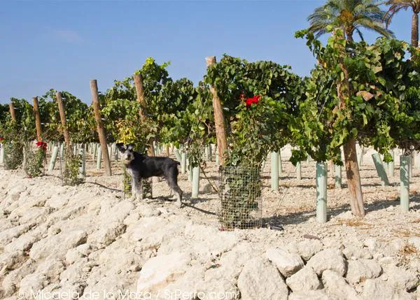Bodegas Luis Pérez y sus tintos con guiño perruno: Samaruco y Petit Verdot