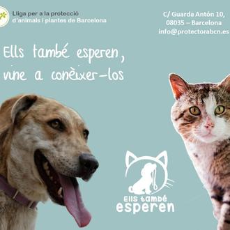 Los animales más hermosos sobre la faz de la tierra 