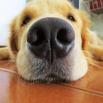 ¿Cómo darle una medicina a un perro? Camuflaje, garganta o …