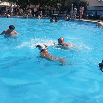 Carreras y chapuzones solidarios en septiembre: planes perruna y humanamente …
