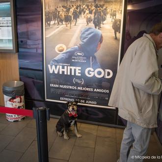 White God, la violenta rebelión de los perros mestizos vista …