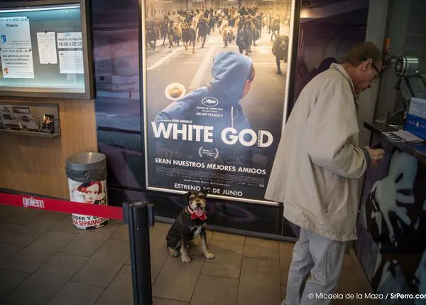 White God, la violenta rebelión de los perros mestizos vista por el equipo de SrPerro, can y humana