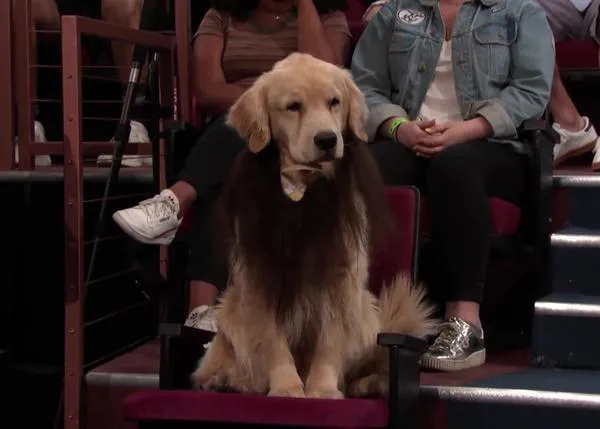 Conan O'Brien reemplaza a todos los humanos barbudos de su programa de TV ¡por perros!