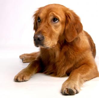 Campaña contra el cáncer canino y consejos prácticos para proteger …