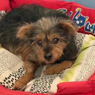 Una perra de 12 años abandonada en un pipican busca …