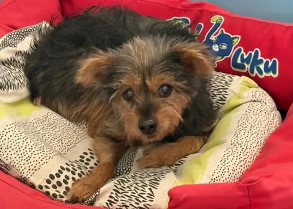 Una perra de 12 años abandonada en un pipican busca una familia de verdad