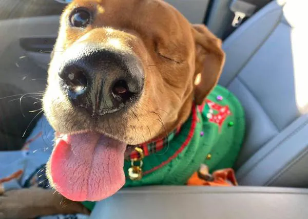 Solo tiene dos patas y es tuerto pero este perro logra contagiar su energía feliz a todos los que están a su alrededor