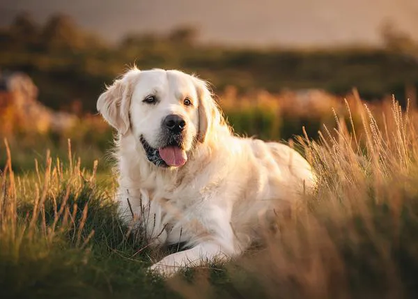 ¿Quieres que tu perro o tu gato salga en un libro solidario que se vende en todo el mundo? ¡Solo quedan 5 plazas!