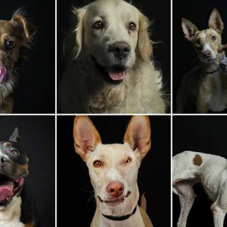 Bellas noticias de comienzos felices para perros invisibles gracias a …