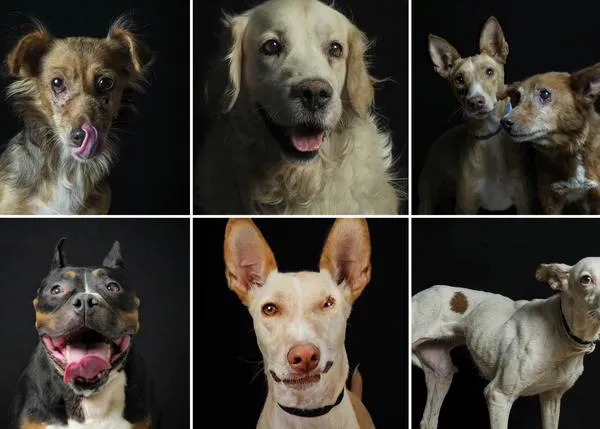 Bellas noticias de comienzos felices para perros invisibles gracias a la labor de fotógrafos, voluntarias....