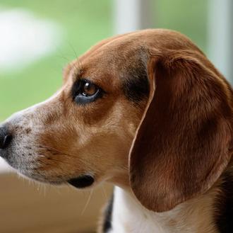 Gran avance para los perros de laboratorio en EEUU, aprobada …