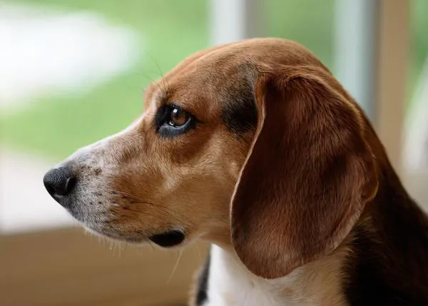 Gran avance para los perros de laboratorio en EEUU, aprobada la