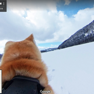 Google street view, versión perruna: 