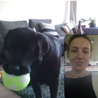 DogPhone: el dispositivo que permite a los perros llamar a …