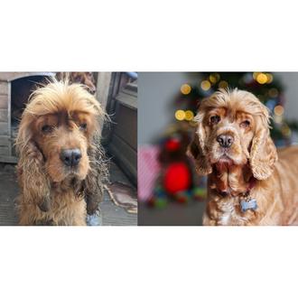 Una historia (casi) real para celebrar solidariamente la Navidad recordando …