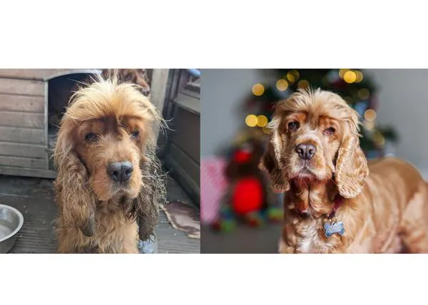 Una historia (casi) real para celebrar solidariamente la Navidad recordando el trabajo de las protectoras de animales