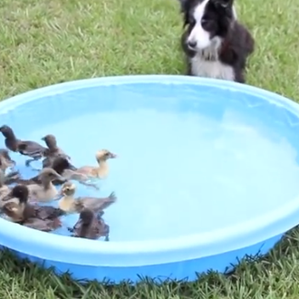 Un border collie aprende a canalizar su instinto de pastoreo …