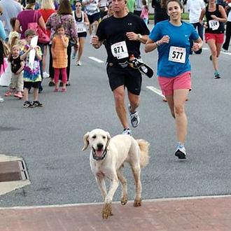 Dozer, el perro que se coló en un maratón y …