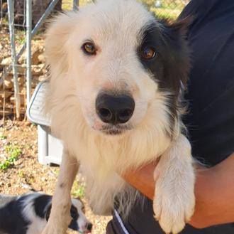 200 perros y los más de 80 gatos necesitan encontrar …