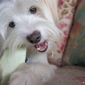 Problemas dentales en los perros: sarro, mal aliento e infecciones …