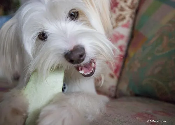 Problemas dentales en los perros: sarro, mal aliento e infecciones (y cómo prevenirlos)