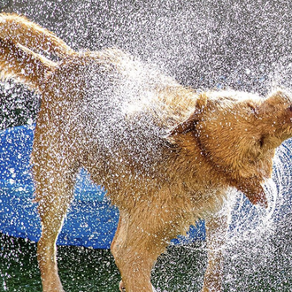 Pistas de un fotógrafo profesional para retratar (bien) a perros …