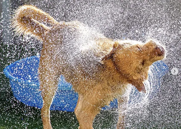 Pistas de un fotógrafo profesional para retratar (bien) a perros en una protectora