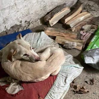 Unos 150 perros sobreviven en el refugio de Borodyanka pero …