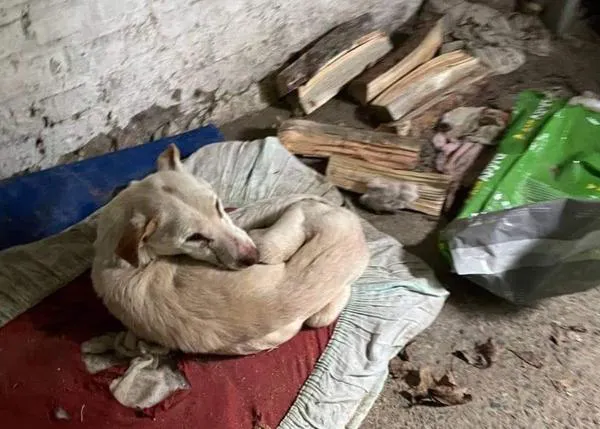 Unos 150 perros sobreviven en el refugio de Borodyanka pero cientos han muerto de hambre y sed