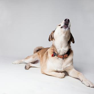 El dolor en los perros: síntomas y señales de que …