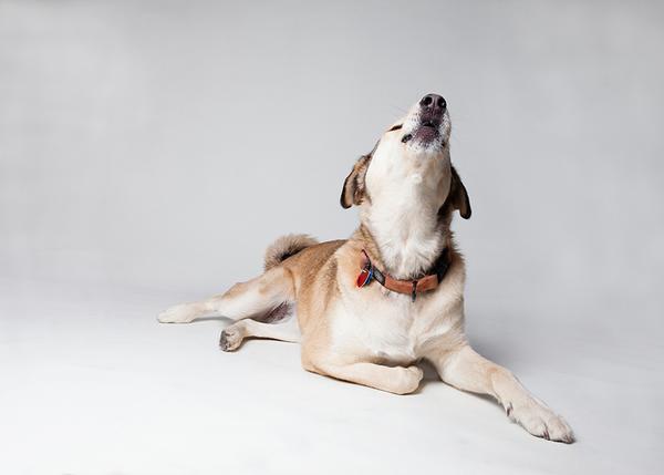 El Dolor En Los Perros Síntomas Y Señales De Que Un Can Sufre Alguna Molestia Srperro La Guía Para Animales Urbanos