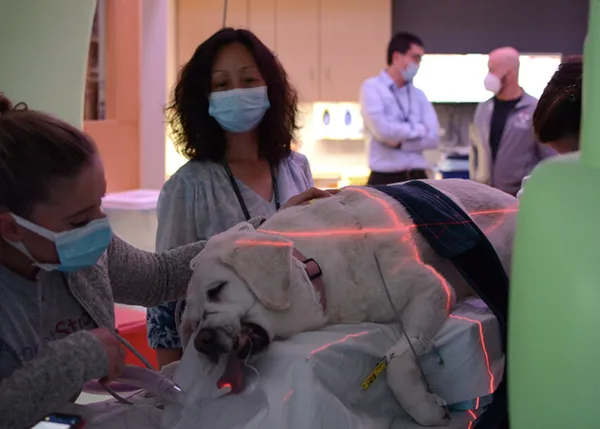 Un tratamiento experimental en una perra de 13 años con cáncer podría ayudar a otros canes y a personas