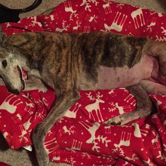 Un innovador tratamiento de inmunoterapia devuelve la calidad de vida …