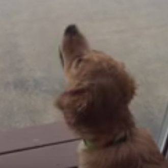 El momento en el que diversos cachorros descubren la lluvia