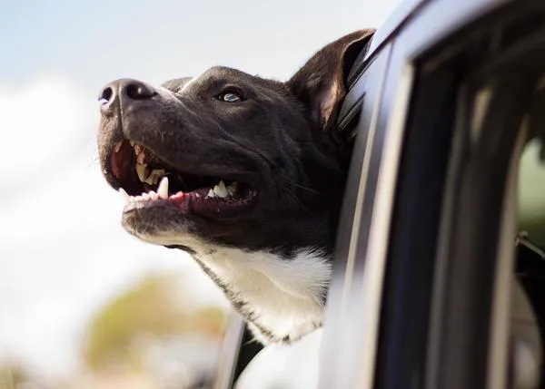 Hoteles recomendables para ir con perros este verano